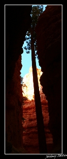 BRYCE CANYON NP - Wall Street