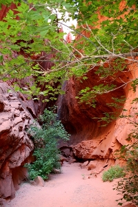 IC CAPITOL REEF