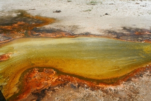 BLACK SAND BASIN - Détail bactérien 