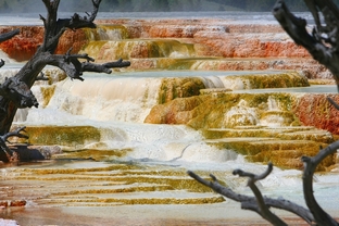 CANARY SPRING - LOWER TERRACES