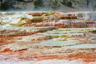 CANARY SPRING - LOWER TERRACES